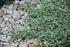 Ieunupăr târâtor pitic albastru - Juniperus horizontalis 'Wiltonii' - DocaPerene