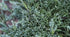 Ieunupăr târâtor pitic albastru - Juniperus horizontalis 'Wiltonii' - DocaPerene