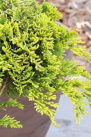 Ieunupăr târâtor pitic - Juniperus horizontalis 'Golden Carpet' - DocaPerene
