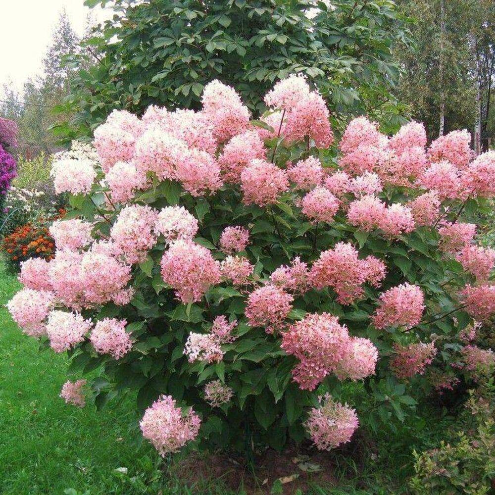 Hortensie 'Phantom' - Hydrangea Paniculata Phantom