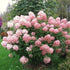 Hortensie 'Phantom' - Hydrangea Paniculata Phantom