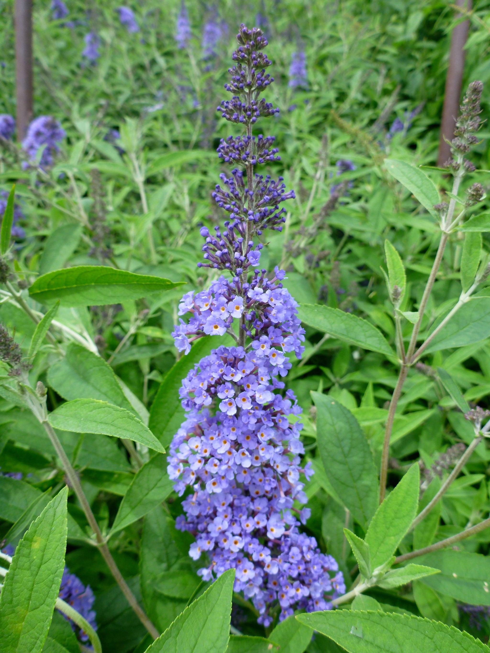 Liliac de vară compact - Buddleja davidii Chrysalis™ ‘Blue’