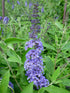 Liliac de vară compact - Buddleja davidii Chrysalis™ ‘Blue’