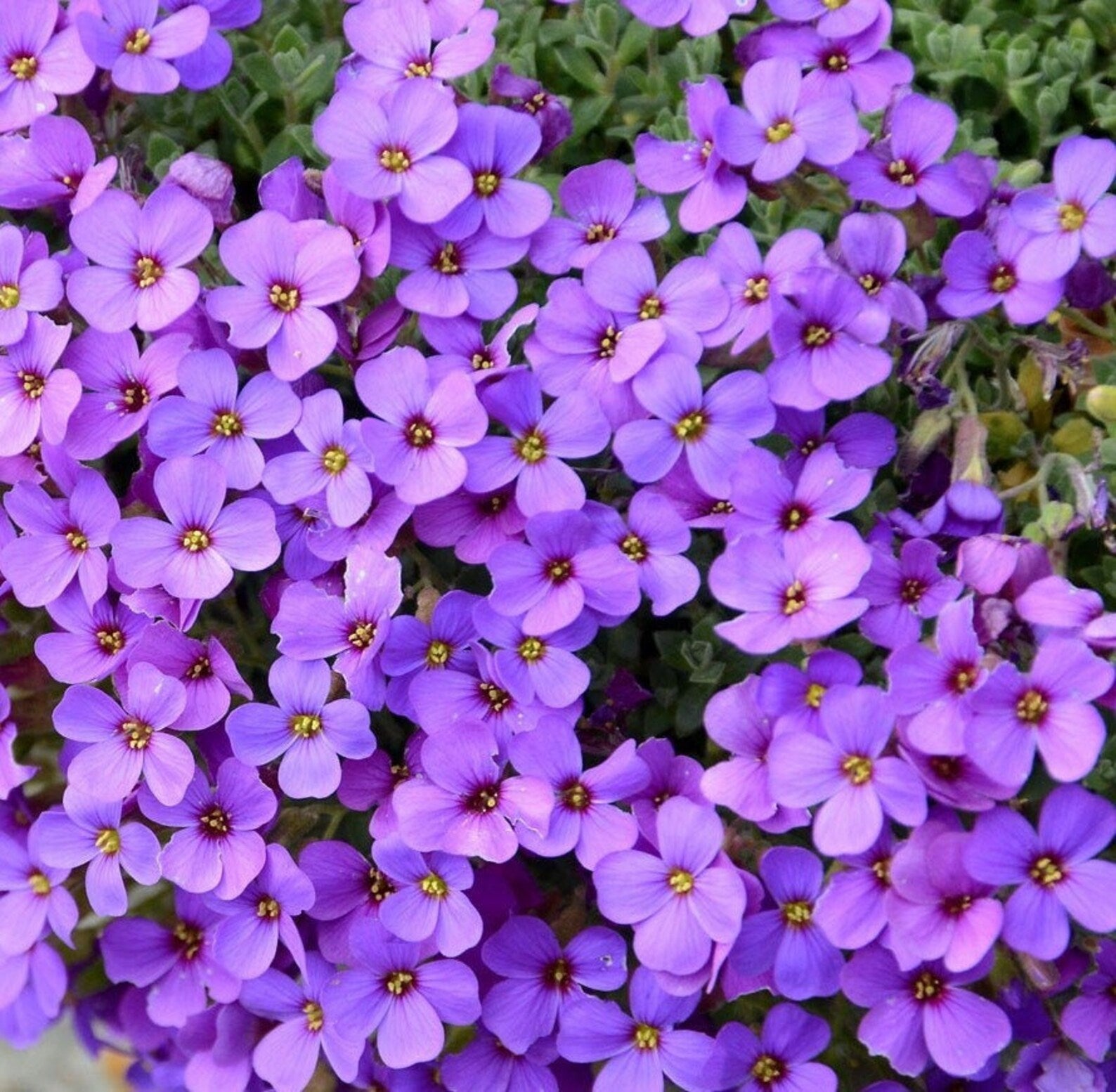 Aubrieta Deltoidea Cascade Purple