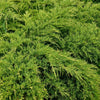 Ienupăr tărător - Juniperus sabina 'Fermine'