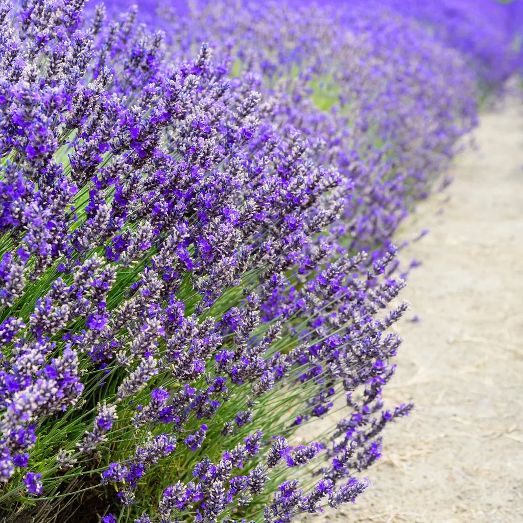Lavanda - Lavandula  angustifolia Essence Purple