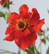 Rădăcină de ghimbir - Geum chiloense Mrs. Bradshaw