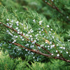 Ienupăr tărător - Juniperus sabina 'Fermine'