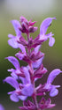 Jaleș de câmp - Salvia nemorosa Blaukonigin - DocaPerene