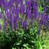 Jaleș de câmp - Salvia nemorosa Blaukonigin - DocaPerene