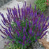 Salvie - Salvia nemorosa Blaukonigin - DocaPerene