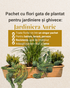 Jardiniera Aurie - pachet de perene ptr jardinieră