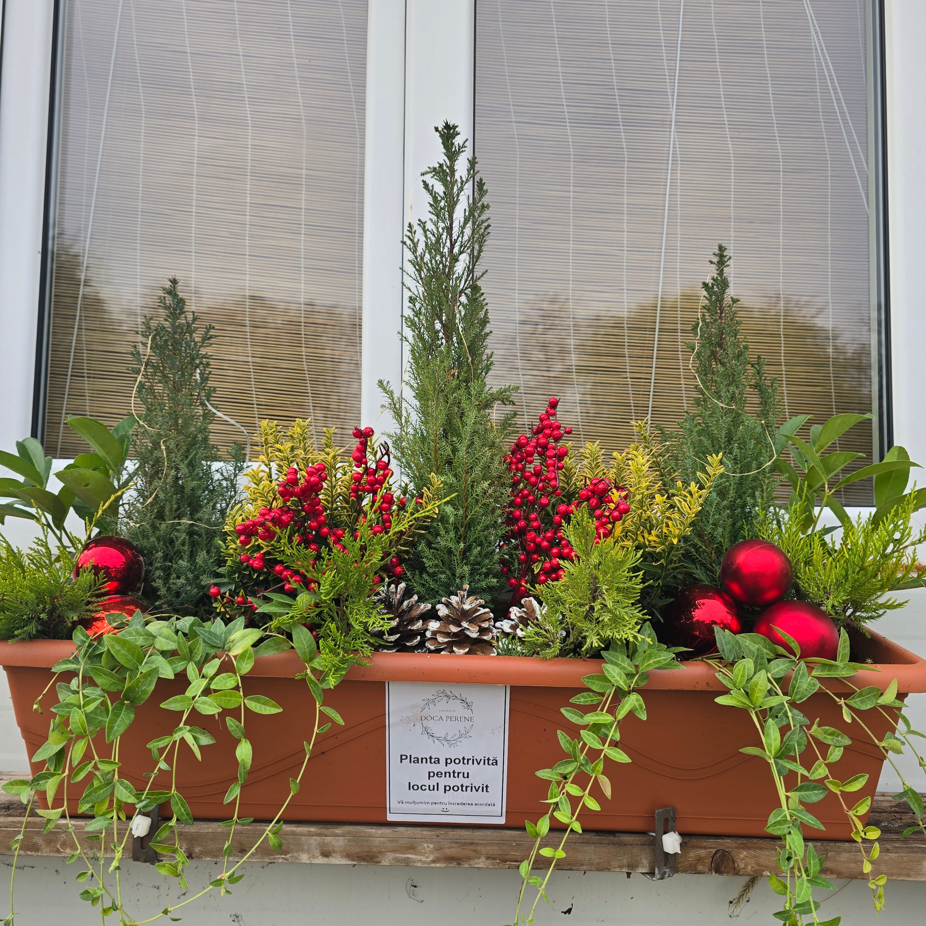 Jardiniera de Crăciun