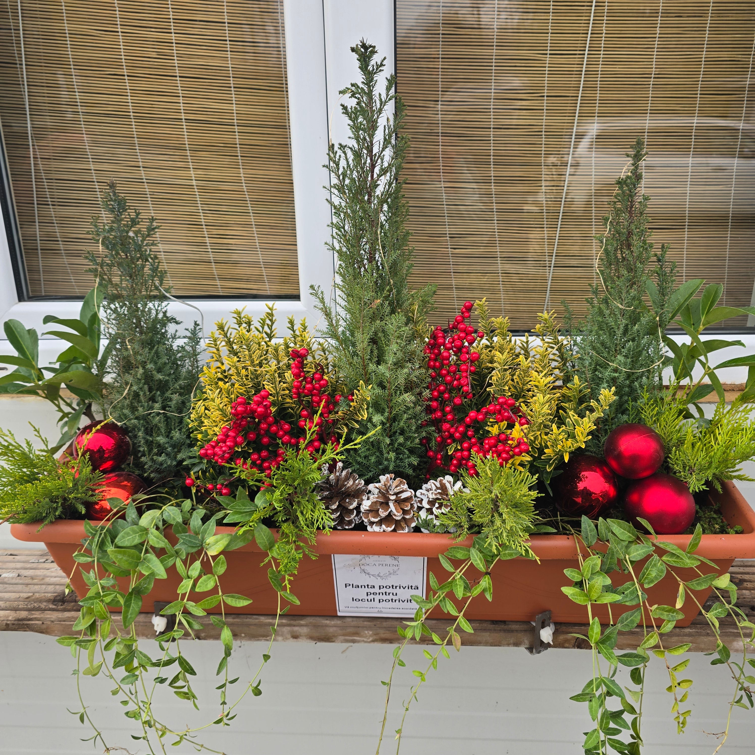 Jardiniera de Crăciun