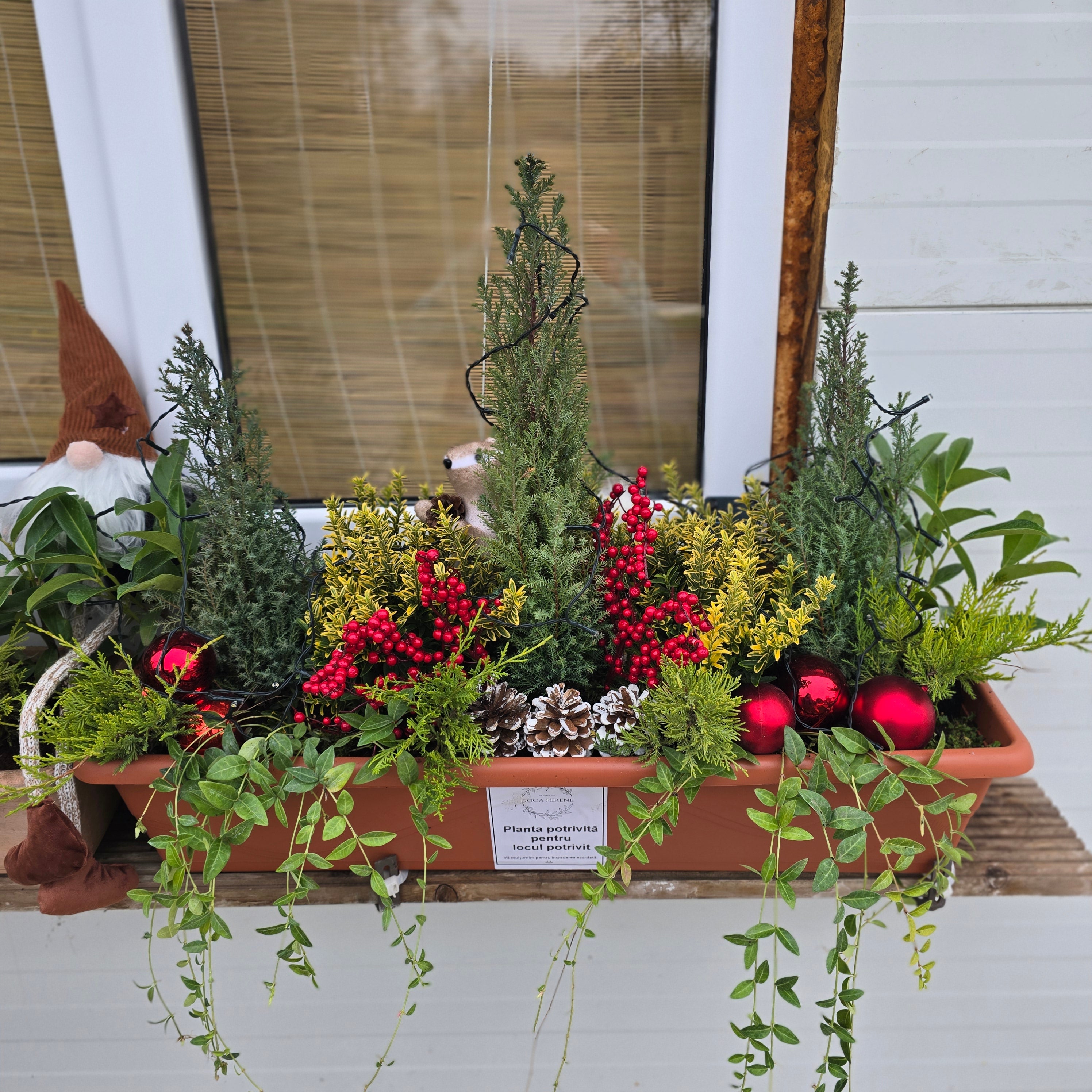 Jardiniera de Crăciun