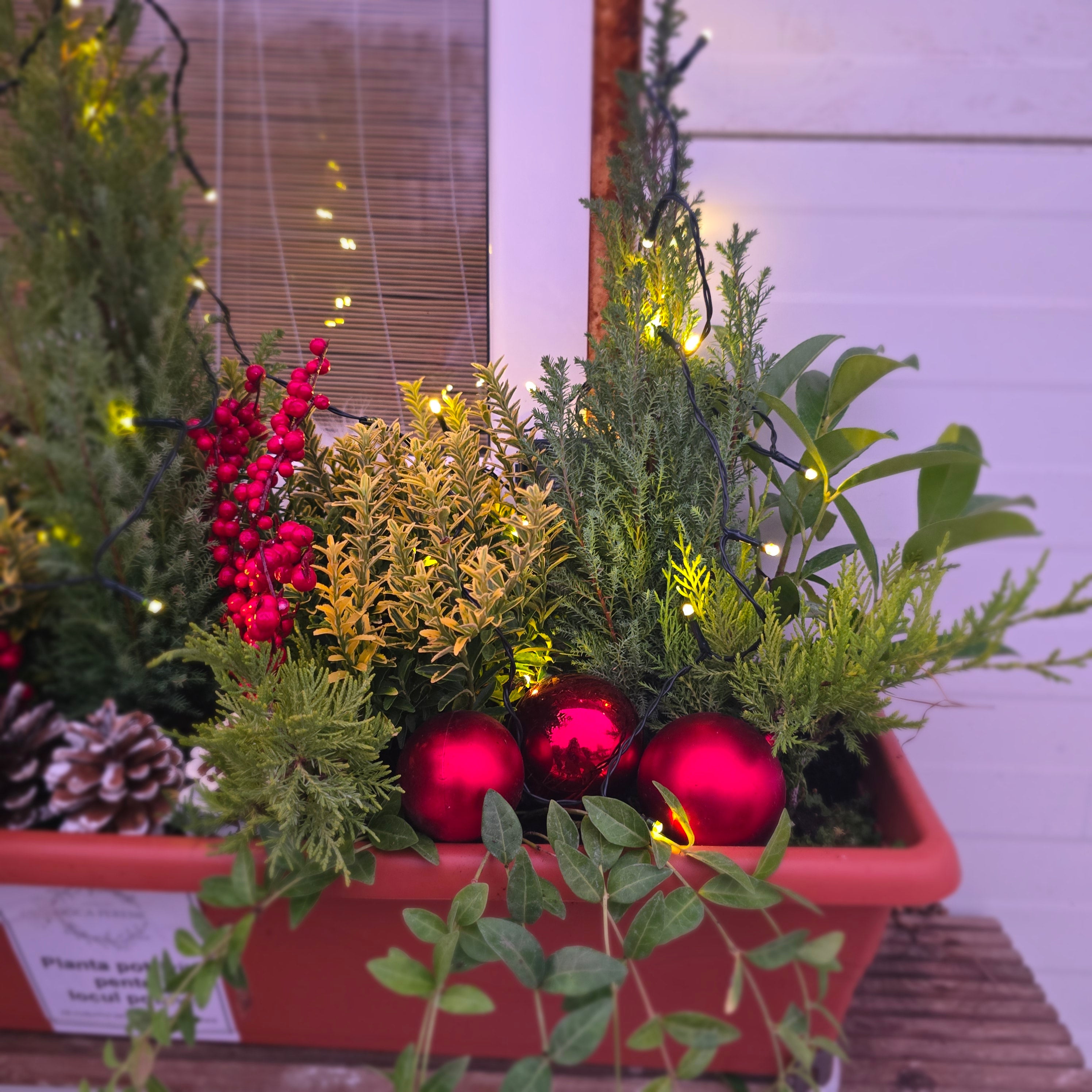 Jardiniera de Crăciun