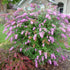 Liliac de vară roz - Buddleja davidii 'Pink Delight'