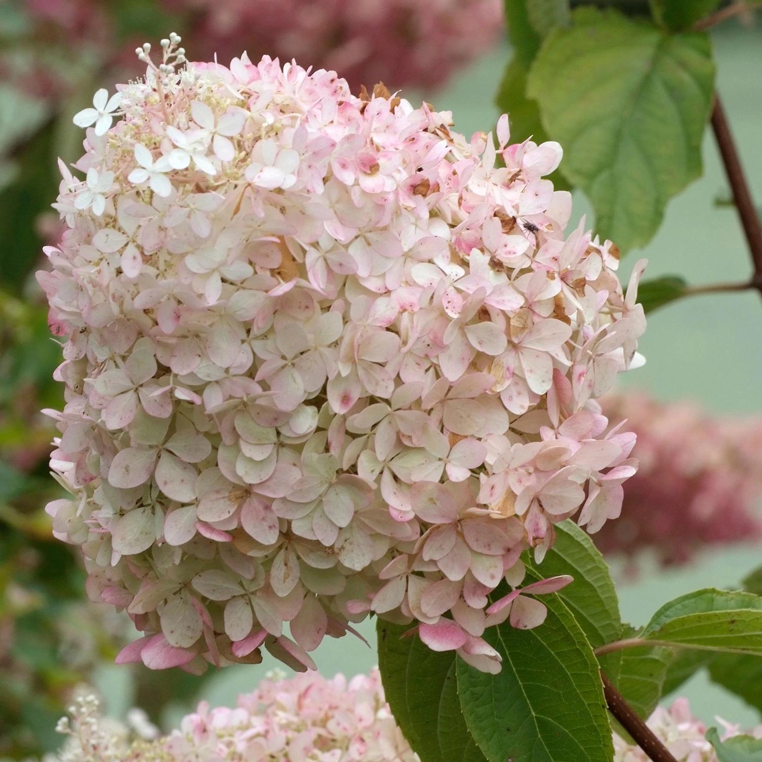 Hortensie 'Phantom' - Hydrangea Paniculata Phantom