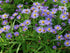 Aster pitic - Aster dumosus ‘Mittelmeer’