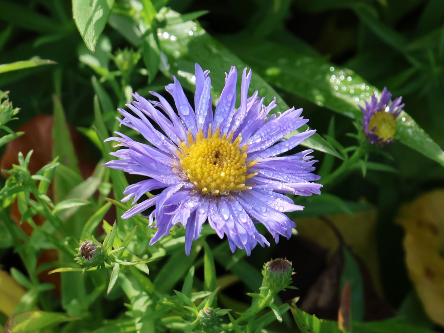 Aster pitic - Aster dumosus ‘Mittelmeer’