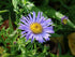Aster pitic - Aster dumosus ‘Mittelmeer’