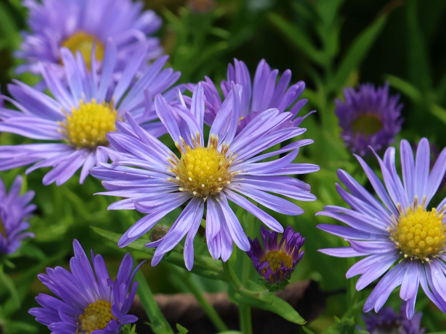 Aster pitic - Aster dumosus ‘Mittelmeer’