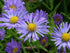 Aster pitic - Aster dumosus ‘Mittelmeer’