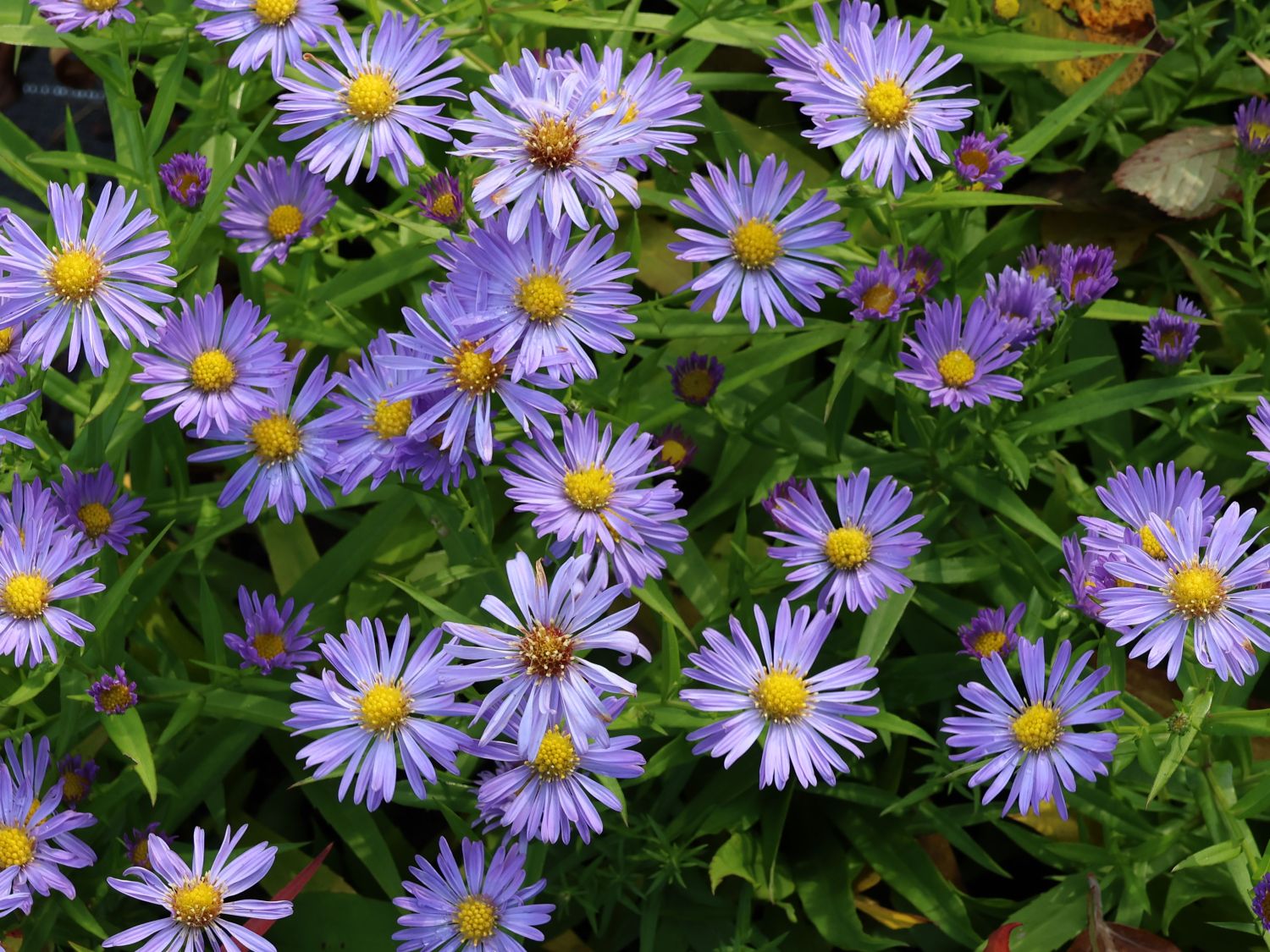 Aster pitic - Aster dumosus ‘Mittelmeer’