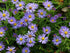 Aster pitic - Aster dumosus ‘Mittelmeer’
