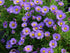 Aster pitic - Aster dumosus ‘Mittelmeer’