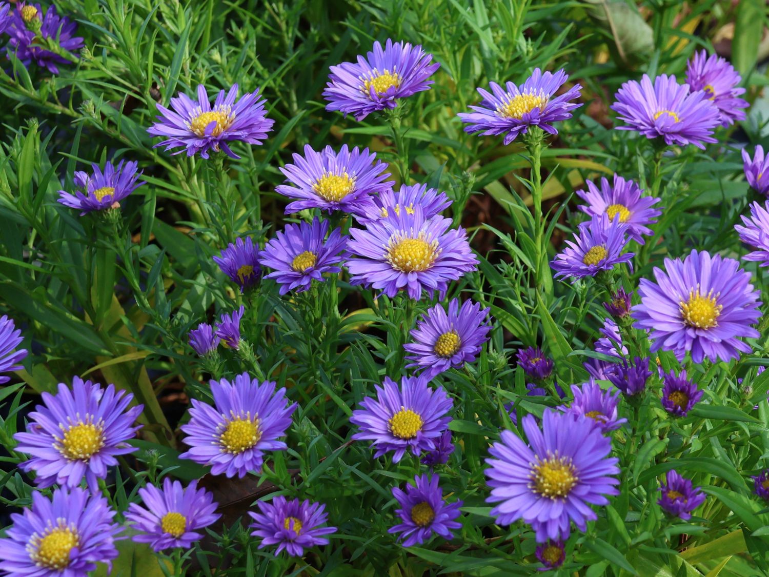 Aster pitic - Aster dumosus ‘Mittelmeer’