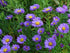 Aster pitic - Aster dumosus ‘Mittelmeer’