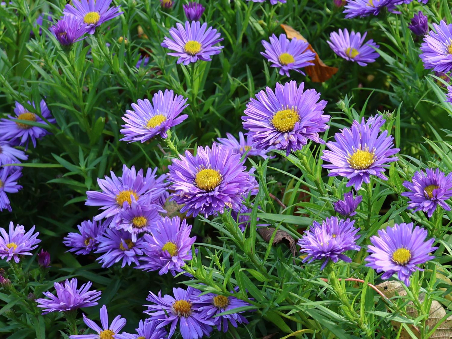 Aster pitic - Aster dumosus ‘Mittelmeer’