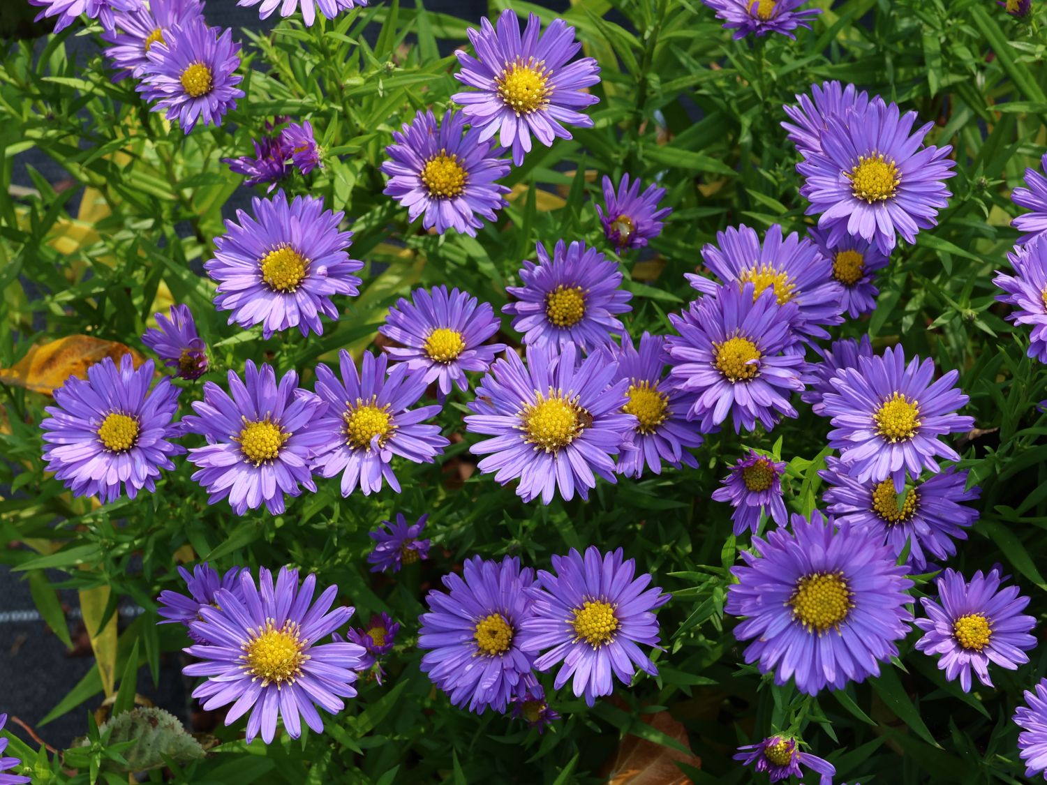 Aster pitic - Aster dumosus ‘Mittelmeer’