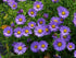 Aster pitic - Aster dumosus ‘Mittelmeer’
