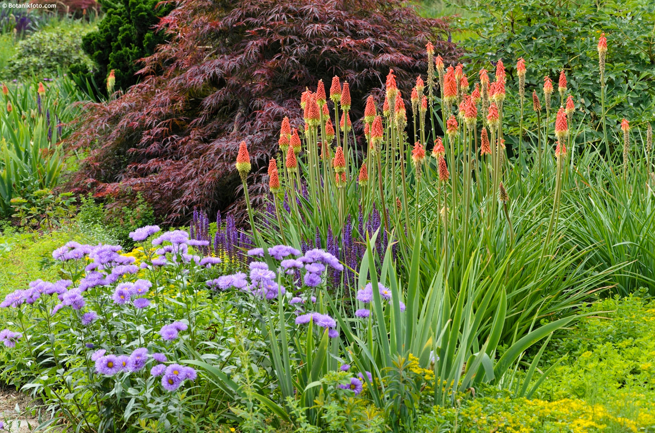 Floarea făcliei - Kniphofia uvaria ‘Grandiflora’