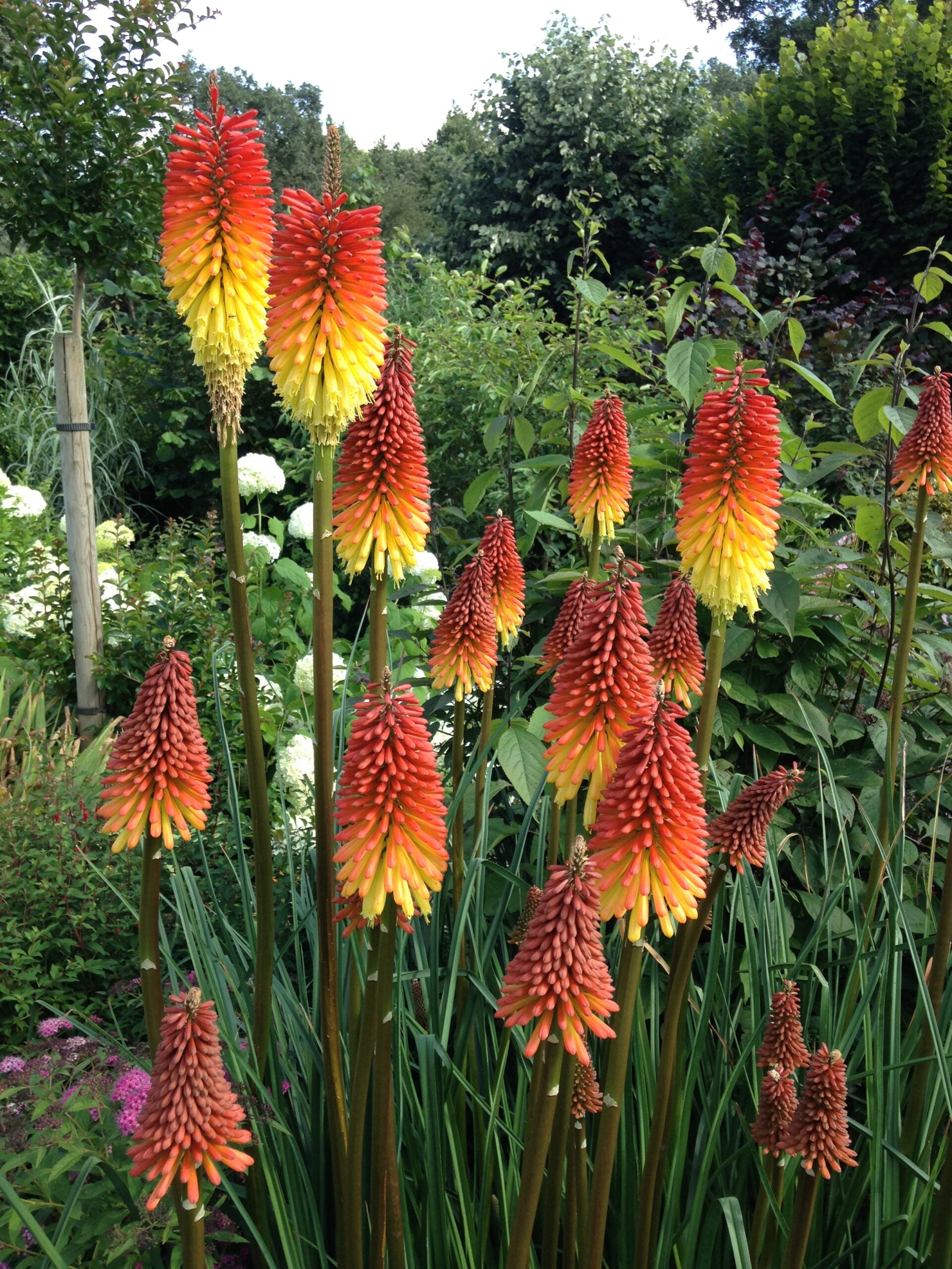 Floarea făcliei - Kniphofia uvaria ‘Grandiflora’