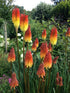 Floarea făcliei - Kniphofia uvaria ‘Grandiflora’