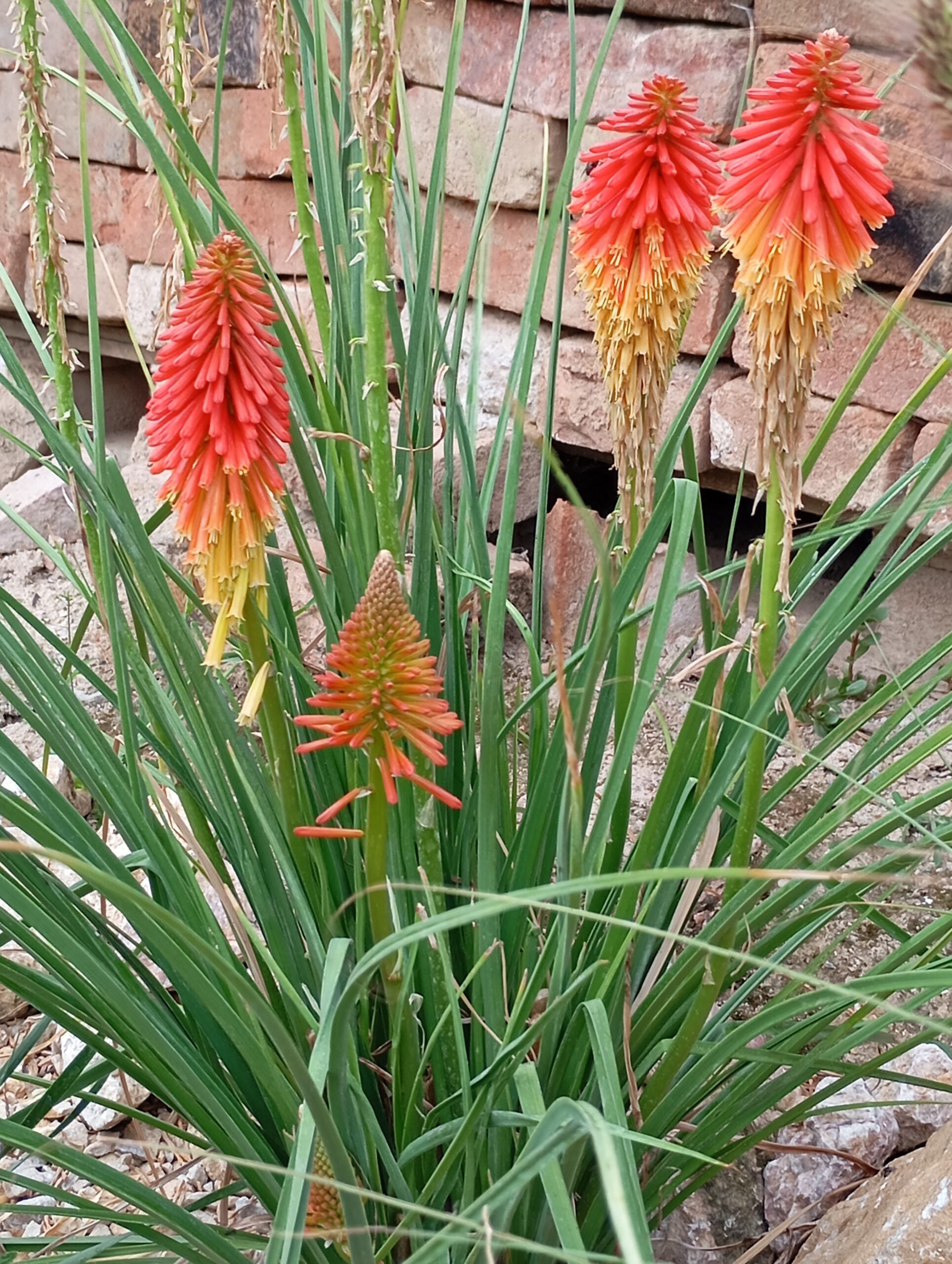 Floarea făcliei - Kniphofia uvaria ‘Grandiflora’