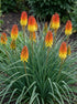 Floarea făcliei - Kniphofia uvaria ‘Grandiflora’