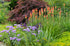 Floarea făcliei - Kniphofia uvaria ‘Grandiflora’