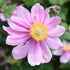 Anemone de grădină - Anemone hupehensis Rose Shades