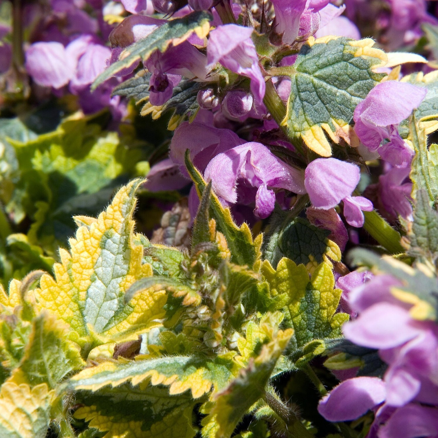 Urzicuță ornamentală - Lamium maculatum Anne Greenaway