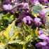 Urzicuță ornamentală - Lamium maculatum Anne Greenaway