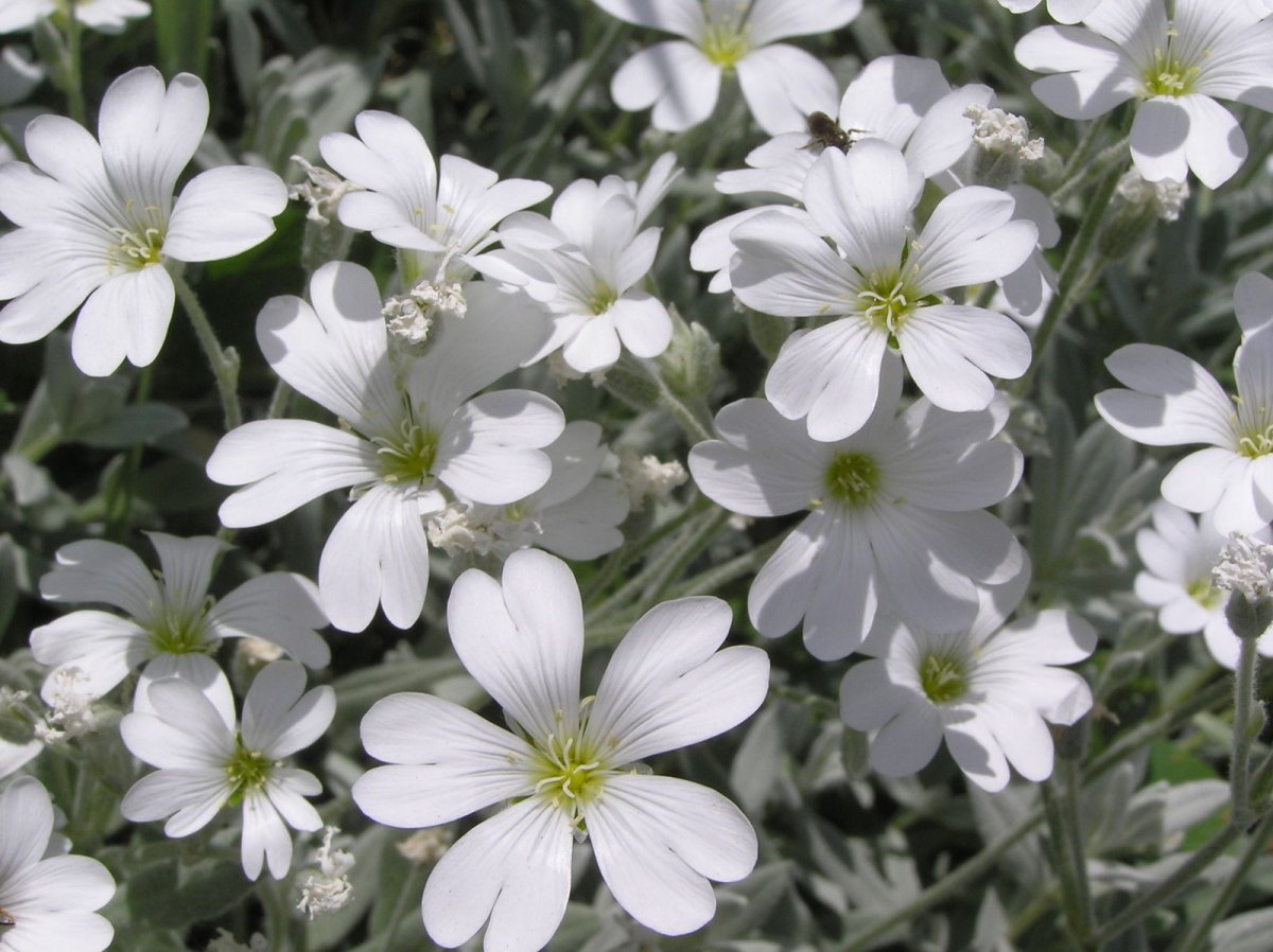 Lâna caprei - Cerastium tomentosum - DocaPerene
