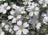 Lâna caprei - Cerastium tomentosum - DocaPerene