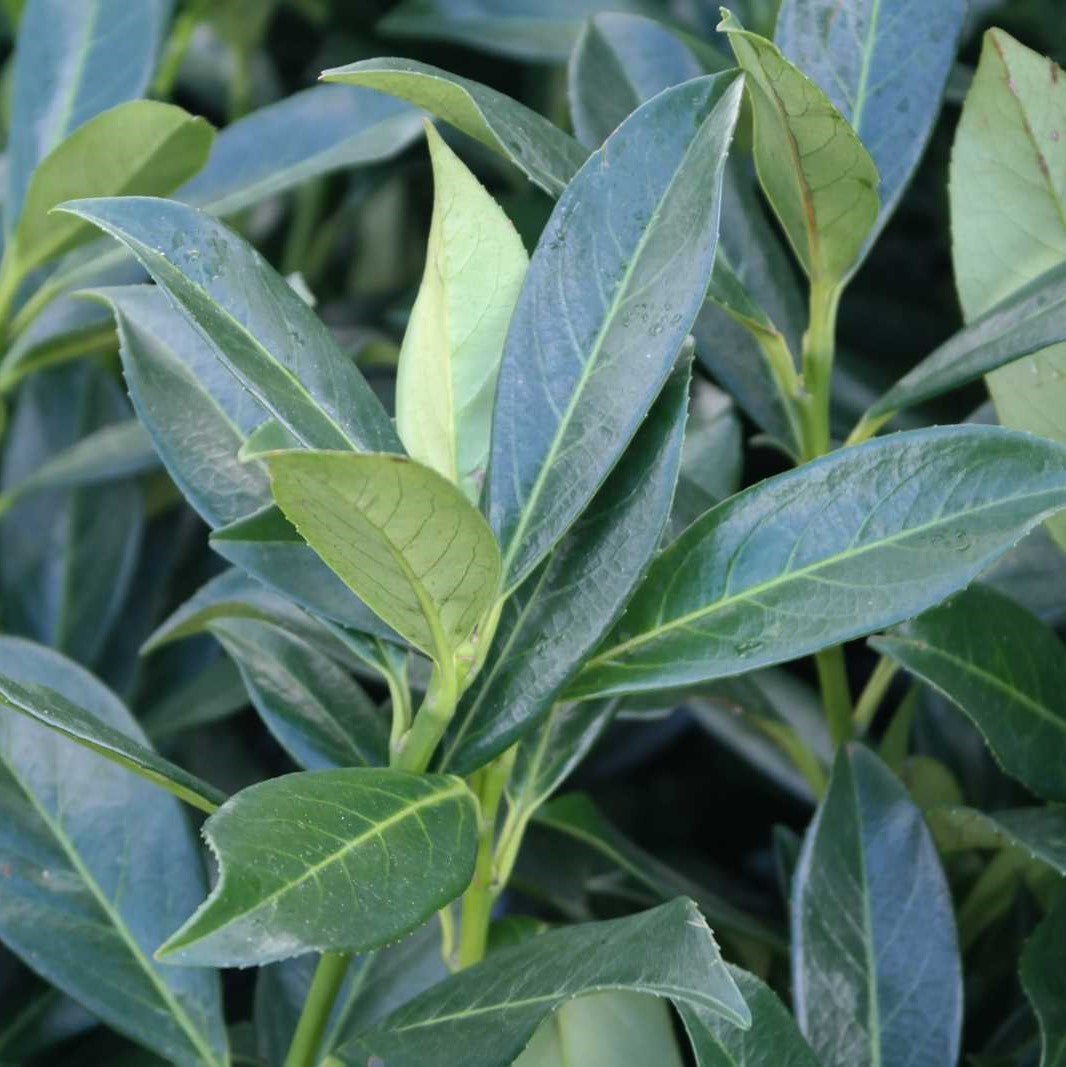 Laur englezesc - Prunus laurocerasus 'Caucasica' - DocaPerene
