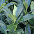 Laur englezesc - Prunus laurocerasus 'Caucasica' - DocaPerene