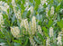 Laur englezesc - Prunus laurocerasus 'Caucasica' - DocaPerene