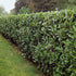 Laur englezesc - Prunus laurocerasus 'Caucasica' - DocaPerene